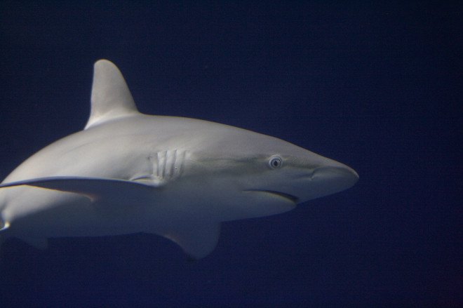 Gills, shark gills, skate gills, evolution, University of Cambridge, Andrew Gillis, science