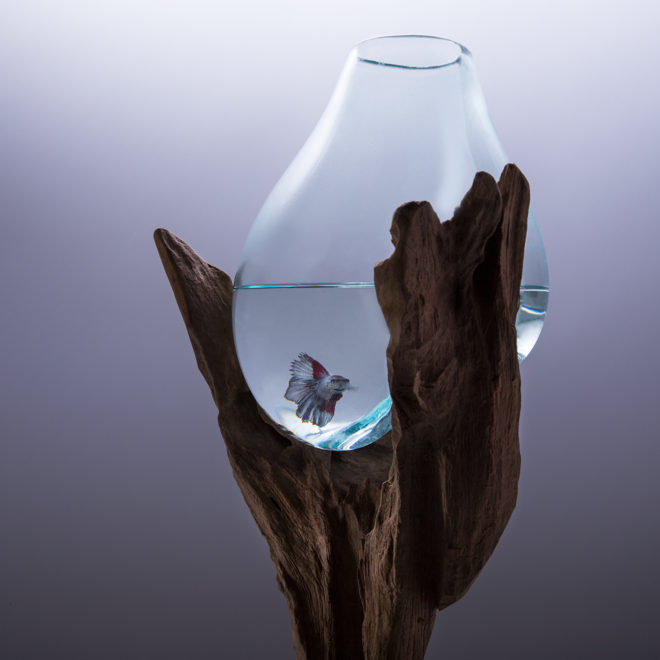 Design, vases, what I c 2, teak root, teak, glass, art, terrarium, fishbowl