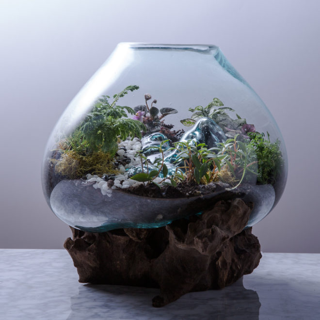 Design, vases, what I c 2, teak root, teak, glass, art, terrarium, fishbowl