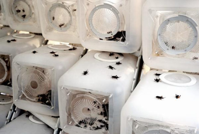 urban insect farm, cricket farm, cricket shelter, terreform, sustainable food, local food, protein sources, developing countries, disaster relief