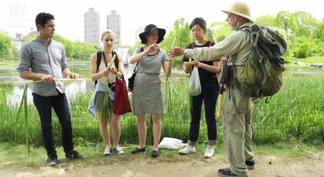 Inhabitat foraging, Urban Green, Wildman Steve Brill, Foraging in NYC, Foraging Guide, Foraging Expert, NYC Foraging Guide, NYC Foraging Expert, Foraging in Central park