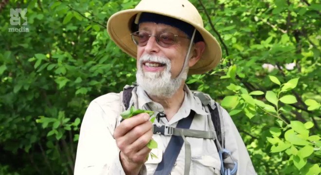 Wildman Steve Brill, Foraging in NYC, Foraging Guide, Foraging Expert, NYC Foraging Guide, NYC Foraging Expert, Foraging in Central park