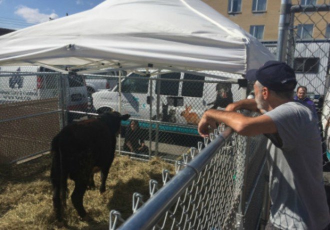 Jon Stewart, bull on the loose, queens bull, bull run nyc, York College, animal rescue, Farm Sanctuary, runaway cow, animals nyc, animal rescure, Watkins Glen shelter, Jamaica slaughterhouse, animal rescue nyc, cow on the loose, animal control nyc,