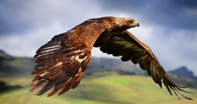 eagles, golden eagles, golden eagle, england, united kingdom, royal society for the protection of birds, rspb, wildlife, last golden eagle in england