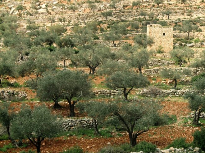Palestine, farming, agriculture