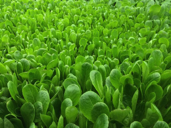 aerofarms, newark, new jersey, indoor farming, indoor vertical farm, aeroponics, fresh produce, local produce, local foods