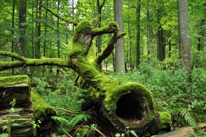 Bialowieza, Bialowieza Forest, Poland, forest, logging, trees, World Heritage site, Greenpeace Poland, WWF Poland