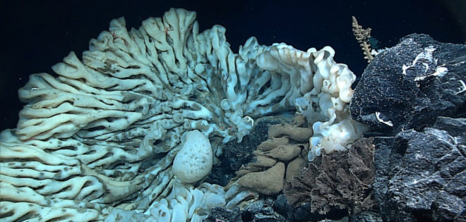 noaa, daniel wagner, sea sponge, largest sea sponge ever, deep sea creatures, hawaii, Papahānaumokuākea Marine National Monument, marine animals, marine creatures