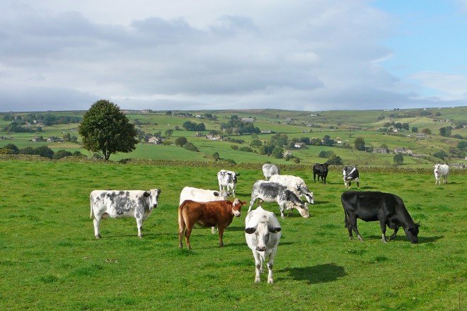 cows, cow, cow field