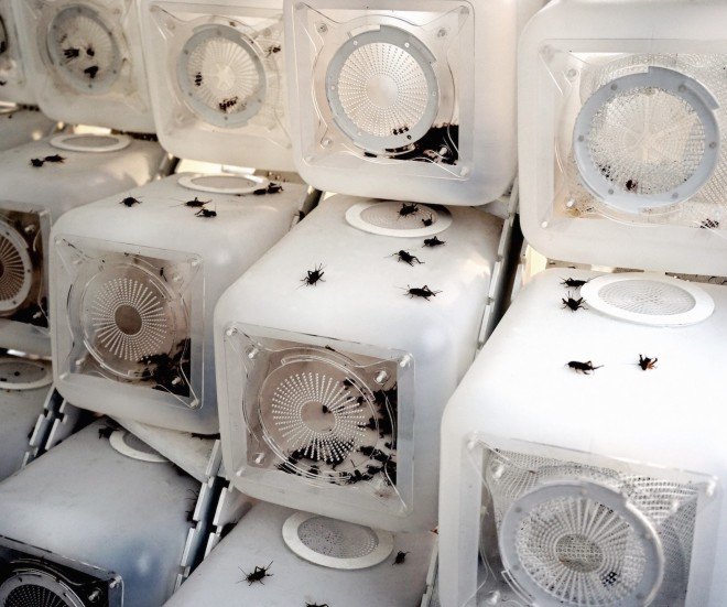 Cricket Shelter by Terreform ONE, Cricket Shelter at Brooklyn Navy Yard, insect farm by Terreform ONE, insect farm doubles as a shelter, disaster relief shelter and farm