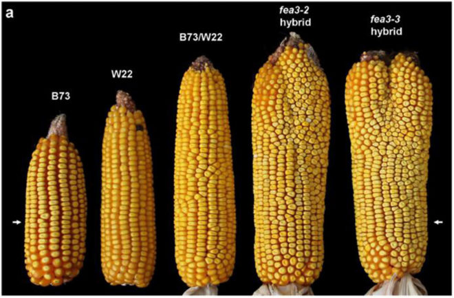 corn, food security, staple crops, hybrid corn, plant breeding, genetic mutations, FEA3, Cold Spring Harbor Laboratory, biology, crop yields, agriculture
