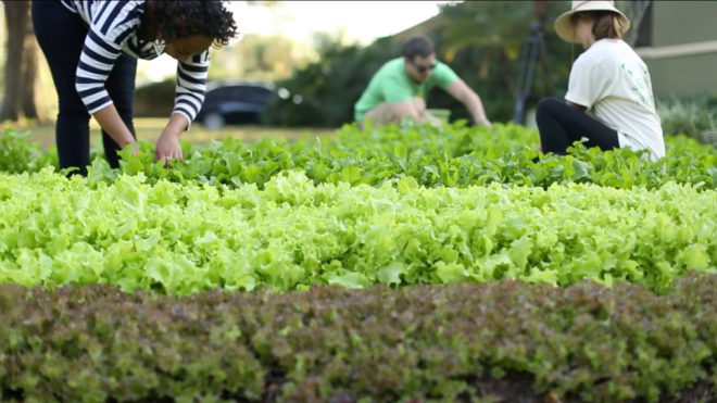 Fleet Farming, Florida, farming, gardens, food, produce, sustainability, bikes, bicycles, food systems