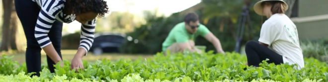 Fleet Farming, Florida, farming, gardens, food, produce, sustainability, bikes, bicycles, food systems