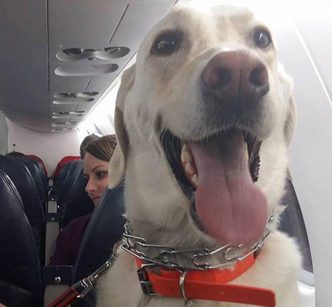 Fort McMurray, Fort McMurray fire, Fort McMurray wildfire, fire, wildfire, animals, pets, Fort McMurray pets, planes, airplanes, aviation