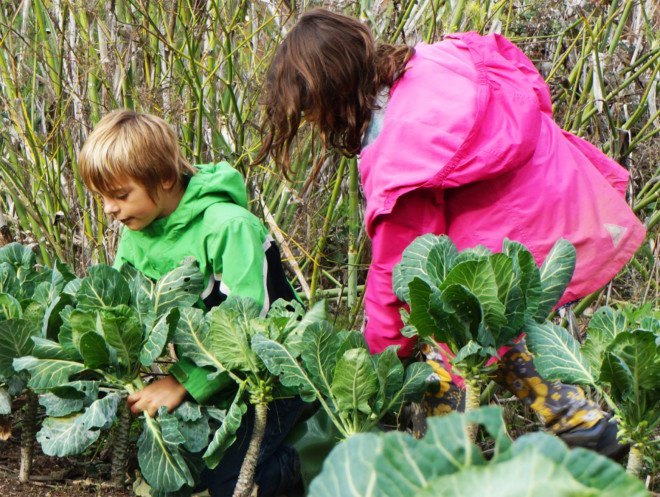 Golden Bridges Kids Farming, Kids farming at Golden Bridges School, Farm School, Farming Kindergarten
