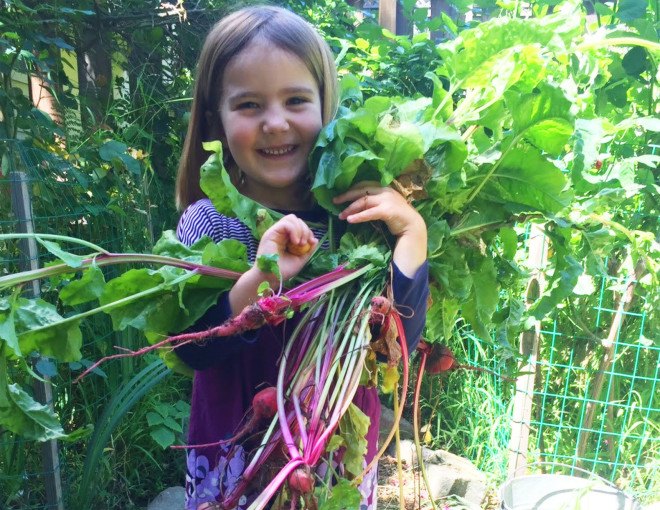 Golden Bridges Kids Farming, girl with beets, child with beets, toddler with beets, Kids farming at Golden Bridges School, Farm School, Farming Kindergarten