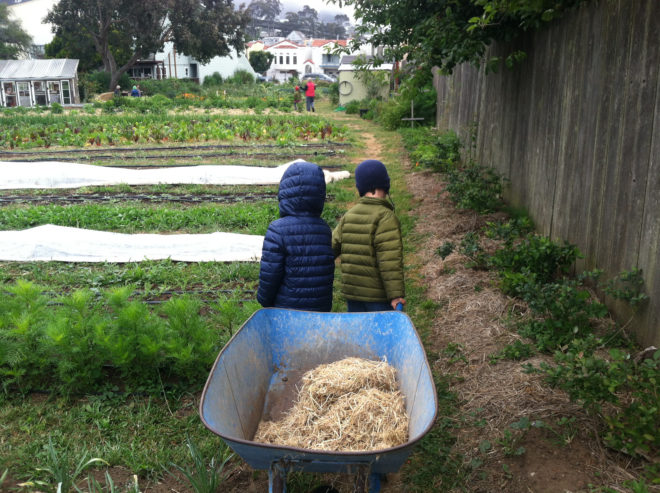 kids with wheelbarrow, Golden Bridges Kids Farming, Kids farming at Golden Bridges School, Farm School, Farming Kindergarten