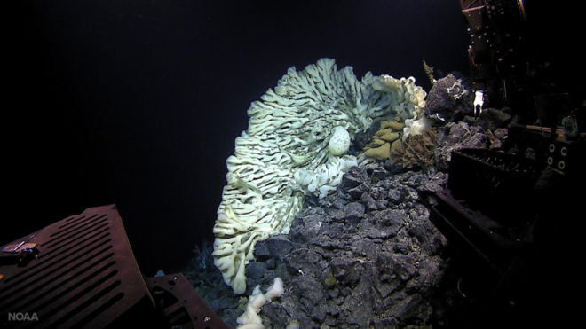 noaa, daniel wagner, sea sponge, largest sea sponge ever, deep sea creatures, hawaii, Papahānaumokuākea Marine National Monument, marine animals, marine creatures