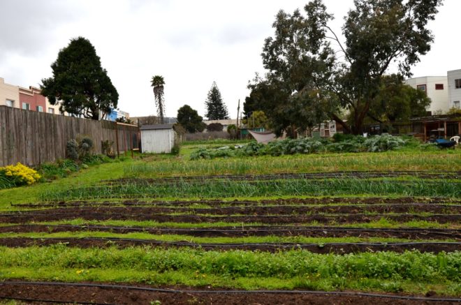 Little City Gardens, Urban Farm, Farm School, Farming preschool