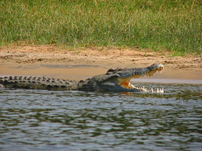 florida, crocodiles, invasive species, nile crocodiles, african crocodiles, deadly predators, dangerous animals, reptiles, university of florida, dna analysis