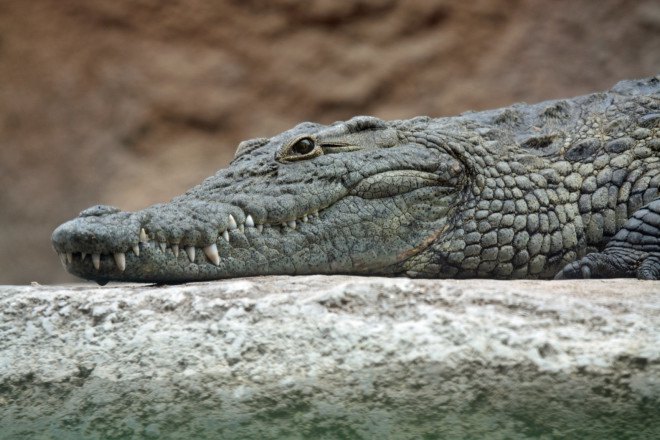 florida, crocodiles, invasive species, nile crocodiles, african crocodiles, deadly predators, dangerous animals, reptiles, university of florida, dna analysis