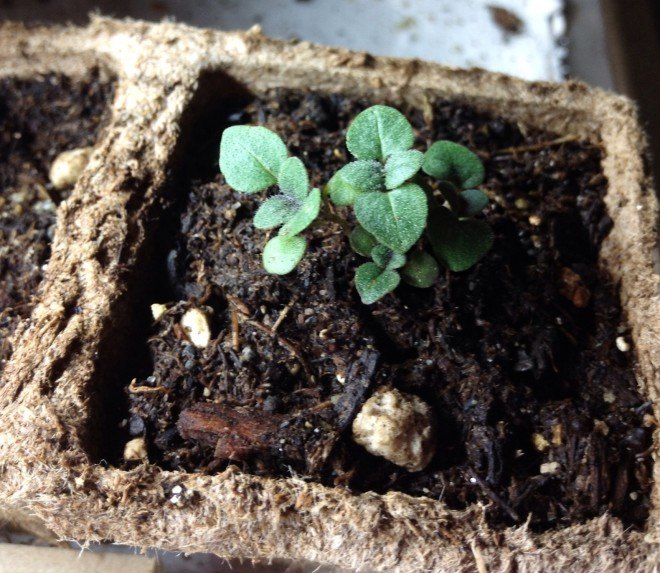 oregano, oregano seedling, oregano plant