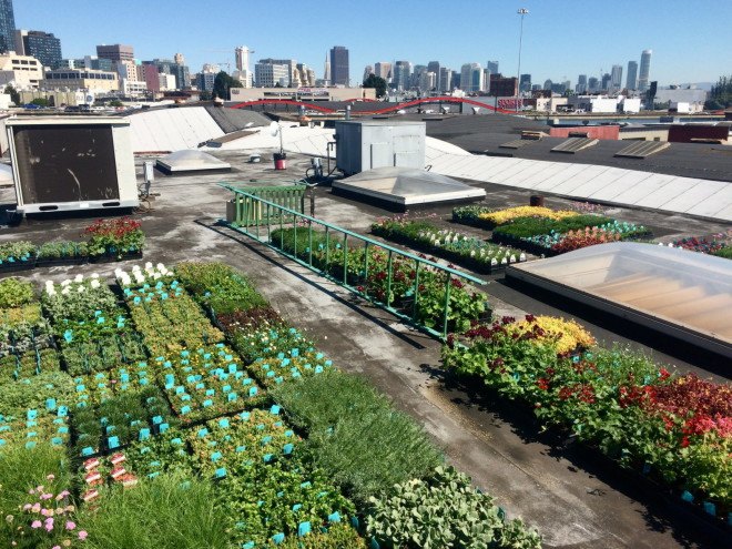 california, san francisco, planted design, amanda goldberg, living mural, living wall, botanical design, ecological design, sustainable art, community art, drought-resistant plants, plants as art