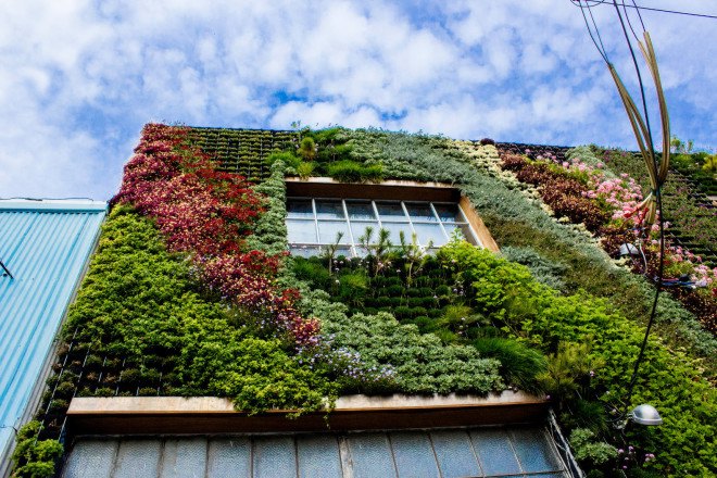 california, san francisco, planted design, amanda goldberg, living mural, living wall, botanical design, ecological design, sustainable art, community art, drought-resistant plants, plants as art