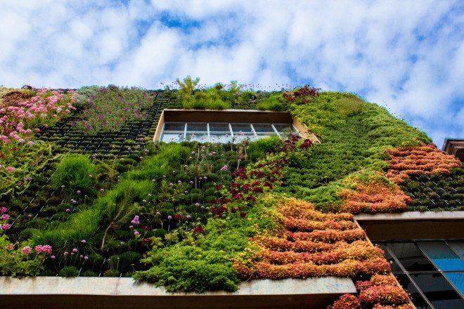 california, san francisco, planted design, amanda goldberg, living mural, living wall, botanical design, ecological design, sustainable art, community art, drought-resistant plants, plants as art