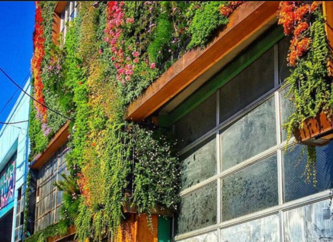 california, san francisco, planted design, amanda goldberg, living mural, living wall, botanical design, ecological design, sustainable art, community art, drought-resistant plants, plants as art