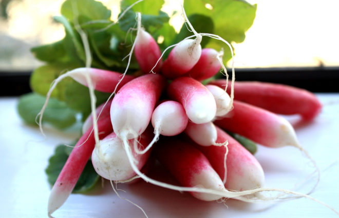radish, radishes, radish roots, watermelon radish, radishes, radish recipe, radish recipes, CSA box