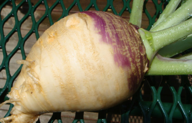 rutabaga, rutabagas, swede, swedes, root vegetable, root vegetables, root veggies, roots, rutabaga recipe, CSA box