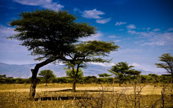 Sahel, Sahel flora, Sahel biome