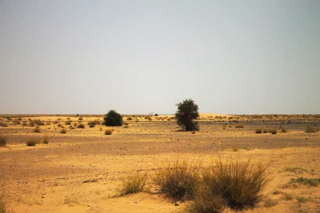 Sahel, Sahel flora, Sahel biome