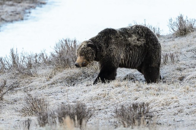 Yellowstone, Scarface, grizzly bear, bear, Endangered Species Act, Montana, animals