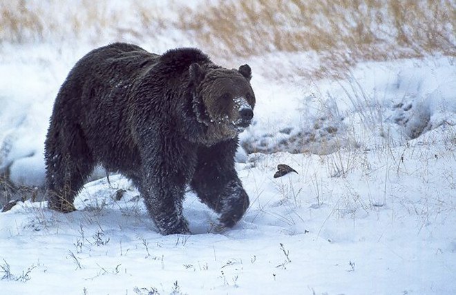 Yellowstone, Scarface, grizzly bear, bear, Endangered Species Act, Montana, animals