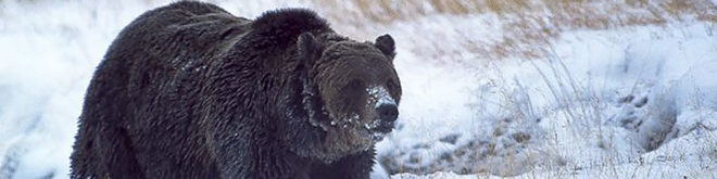 Yellowstone, Scarface, grizzly bear, bear, Endangered Species Act, Montana, animals