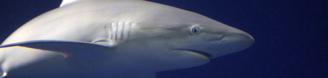 Gills, shark gills, skate gills, evolution, University of Cambridge, Andrew Gillis, science