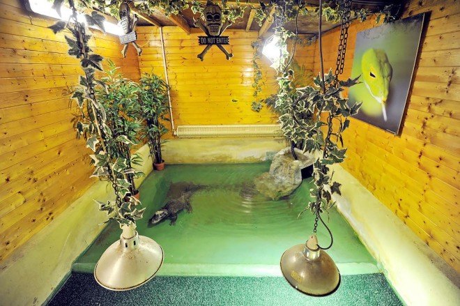 2016 Shed of the Year, Shed of the Year, Cuprinol, Uncle Wilco, competition, shed, sheddies, shed design, shed architecture, design, architecture, United Kingdom, Crocodile House, crocodile, dwarf crocodile