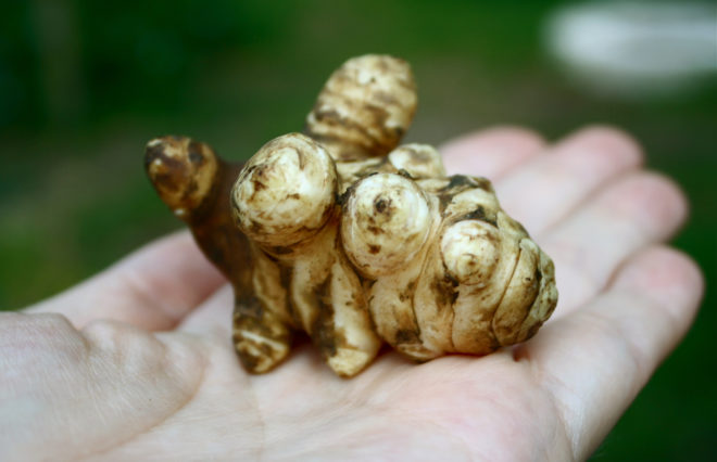 Jerusalem artichokes, sunchoke, sunchokes, Jerusalem artichoke recipe, sunchoke recipe, sunchoke recipes, CSA box