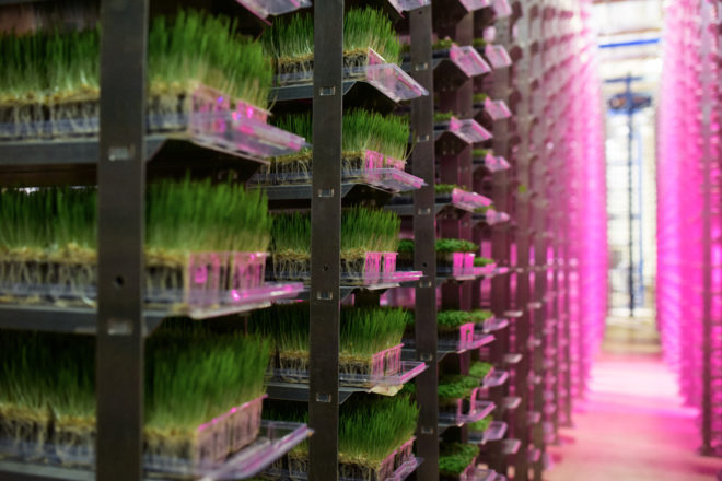 urban produce, indoor farm, vertical farm, organic, microgreens, wheatgrass, water scarcity, urban farming, food availability, food deserts, carbon footprint
