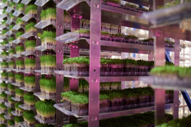 urban produce, indoor farm, vertical farm, organic, microgreens, wheatgrass, water scarcity, urban farming, food availability, food deserts, carbon footprint