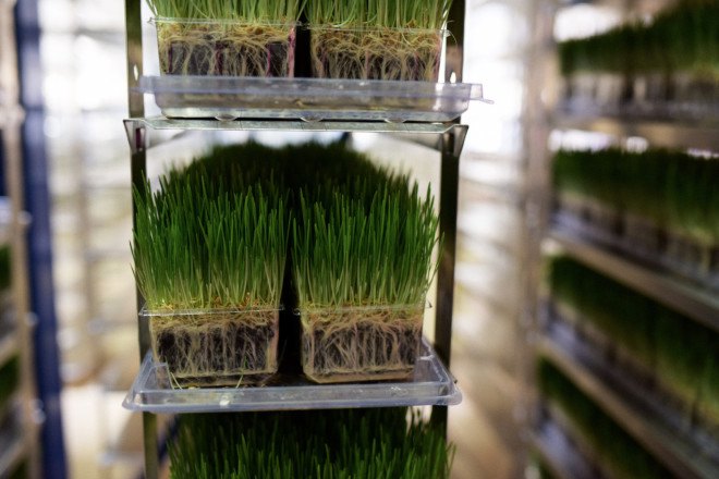 urban produce, indoor farm, vertical farm, organic, microgreens, wheatgrass, water scarcity, urban farming, food availability, food deserts, carbon footprint
