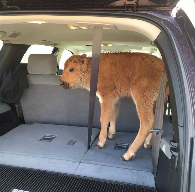 Yellowstone, National Parks Service, Yellowstone National Park, bison, baby bison, animal, baby animal, wildlife, parks, tourists
