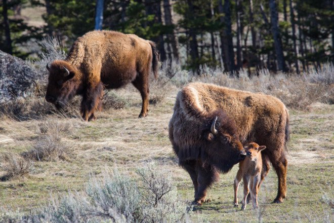 Yellowstone, National Parks Service, Yellowstone National Park, bison, baby bison, animal, baby animal, wildlife, parks, tourists