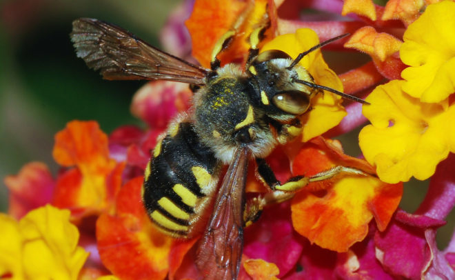USDA, honeybees, bees, bee die-off, colony collapse disorder, neonicotinoids, pesticides, climate change