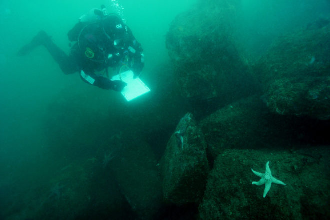 sea stars, sea star die-off, sea stars Pacific Ocean, Sea Star Associated Densovirus, SSaDV, marine life, marine creatures, Oregon State University, Bruce Menge, Oregon, California