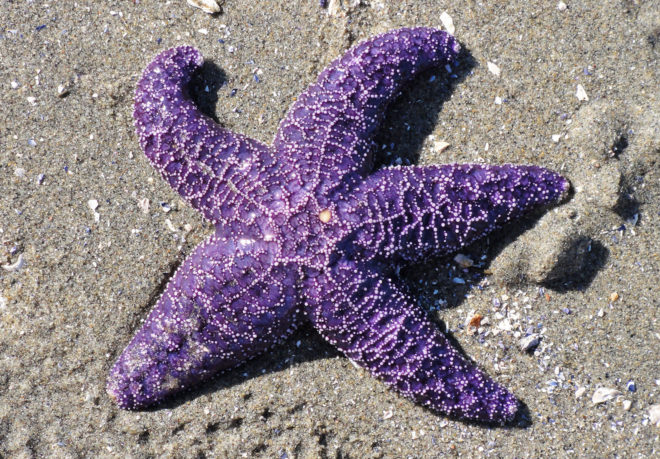 sea stars, sea star die-off, sea stars Pacific Ocean, Sea Star Associated Densovirus, SSaDV, marine life, marine creatures, Oregon State University, Bruce Menge, Oregon, California