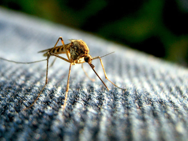 zika, zika virus, zika infections in US, zika during pregnancy, CDC, Centers for Disease Control and Prevention, public health, United States, disease outbreak, mosquitos