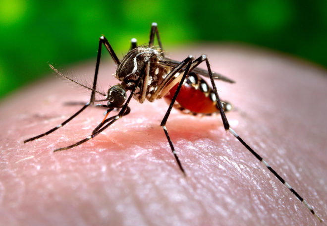 zika, zika virus, zika infections in US, zika during pregnancy, CDC, Centers for Disease Control and Prevention, public health, United States, disease outbreak, mosquitos